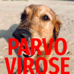 Parvovirose