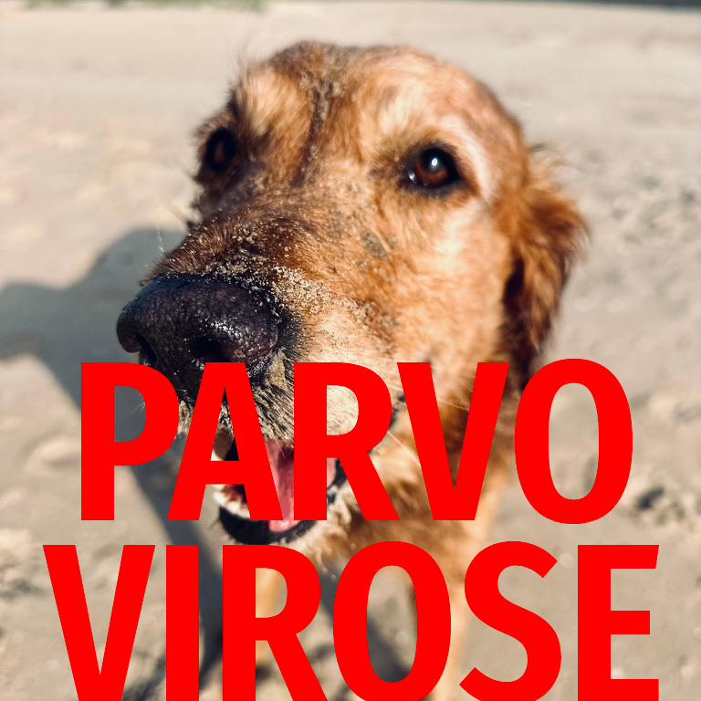 Parvovirose